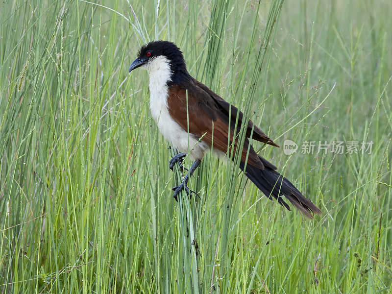 Burchall’s Coucal